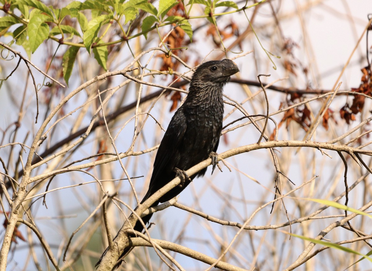 glattnebbani - ML646578194