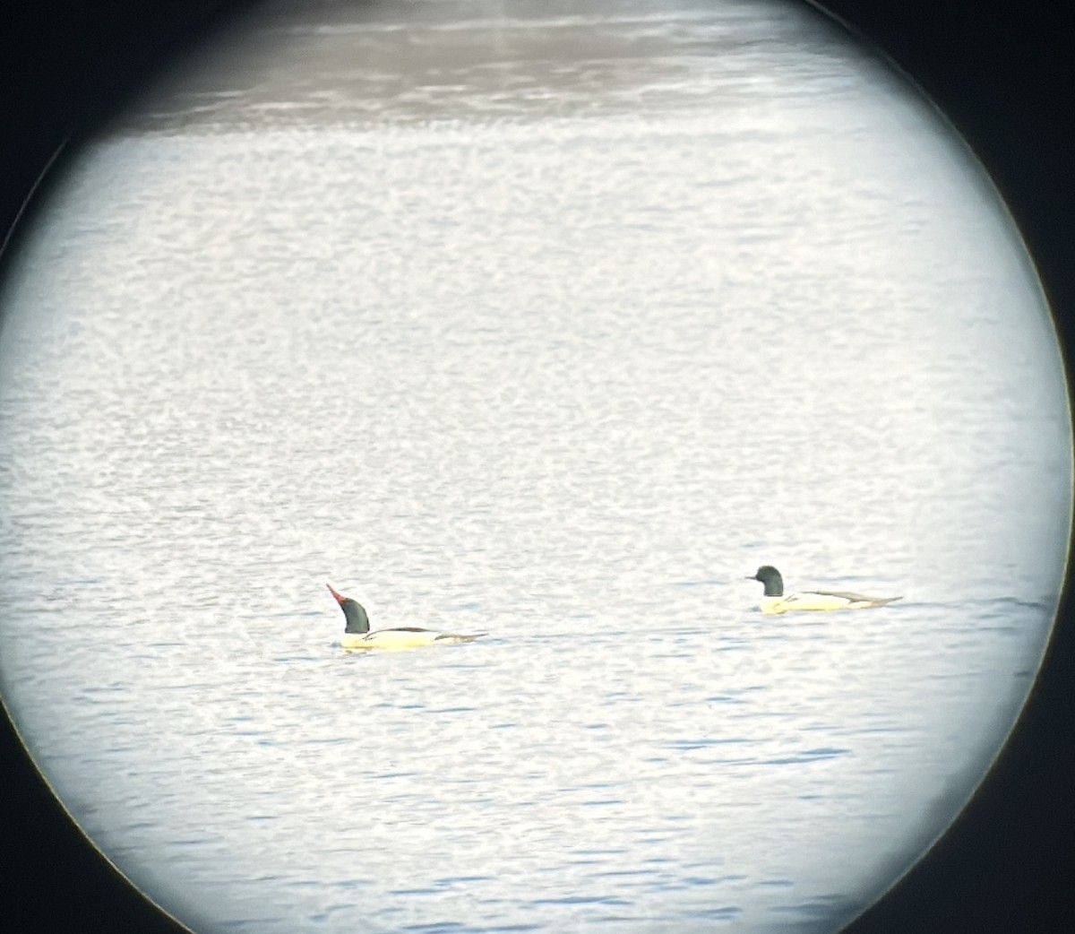 Common Merganser - ML646578197