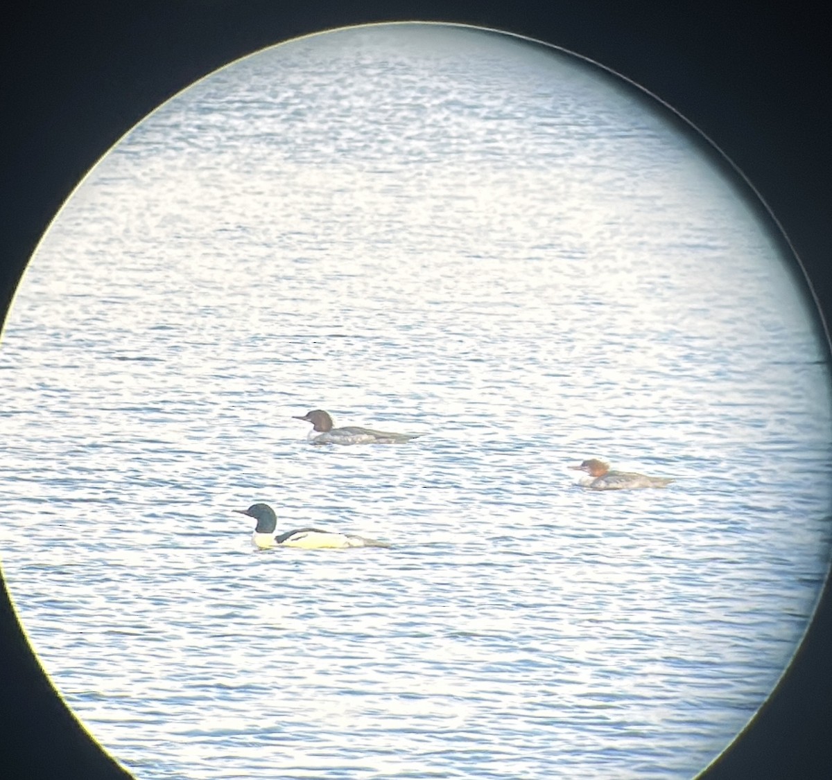 Common Merganser - ML646578198