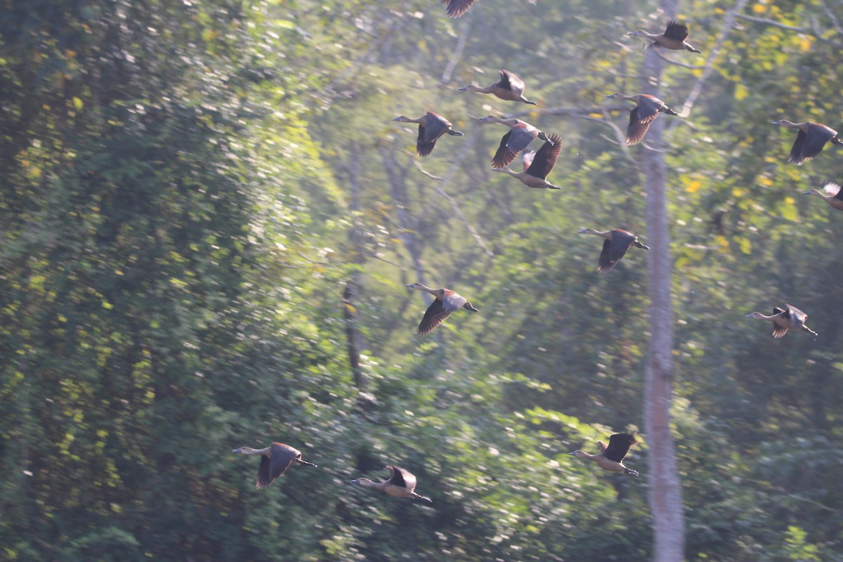 Lesser Whistling-Duck - ML646578200