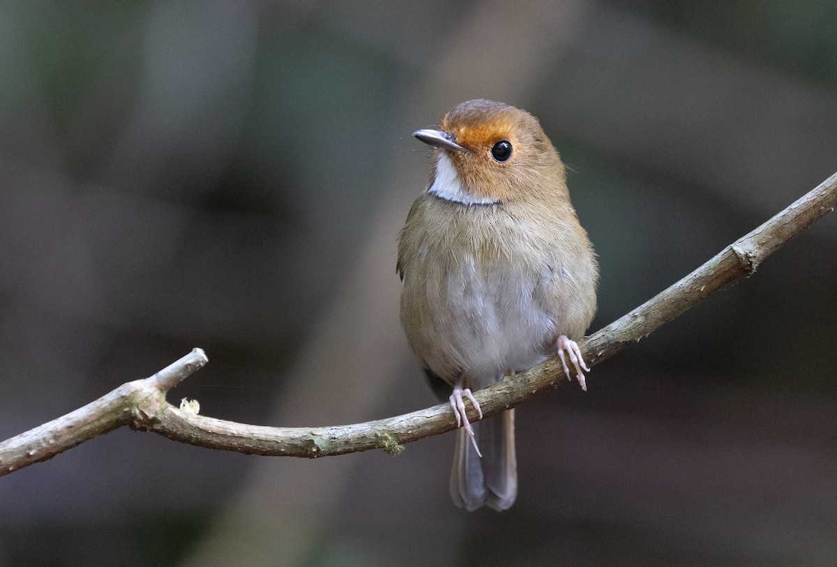 Rufous-browed Flycatcher - ML646578201