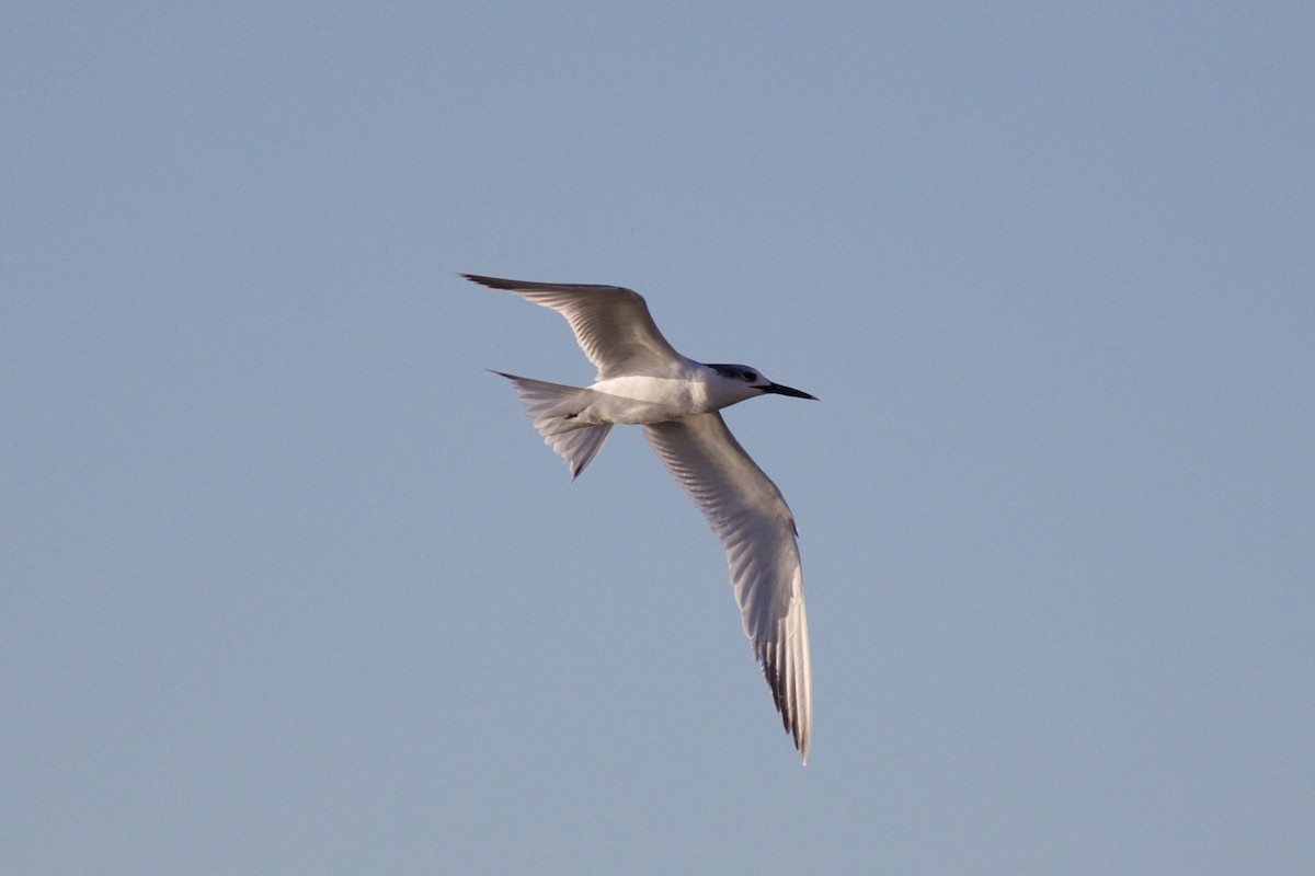 Sandwich Tern - ML646578202