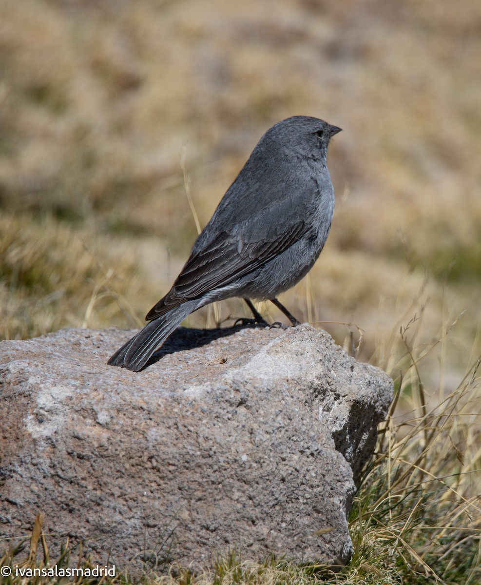 Plumbeous Sierra Finch - ML646578203