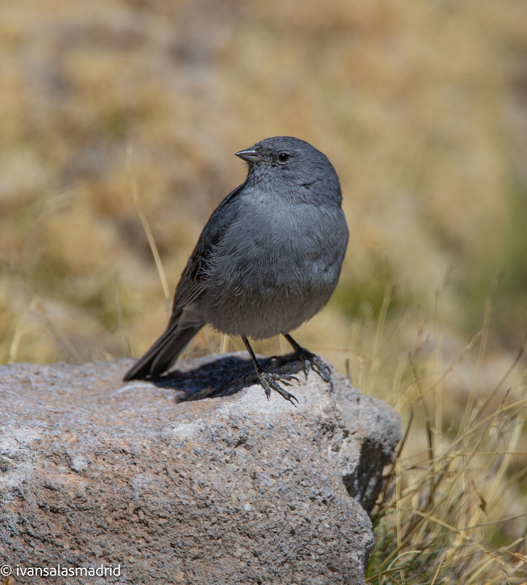Plumbeous Sierra Finch - ML646578204