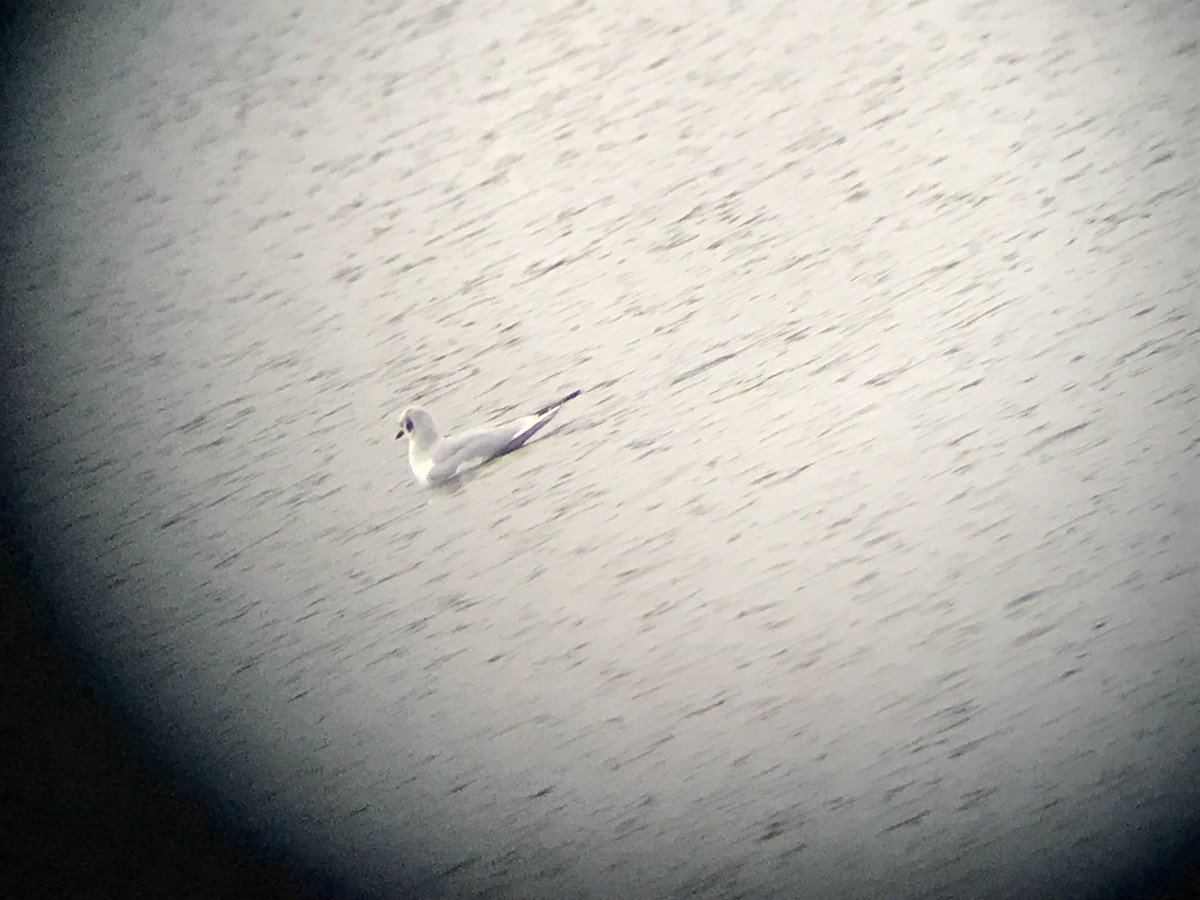 Bonaparte's Gull - ML646578212