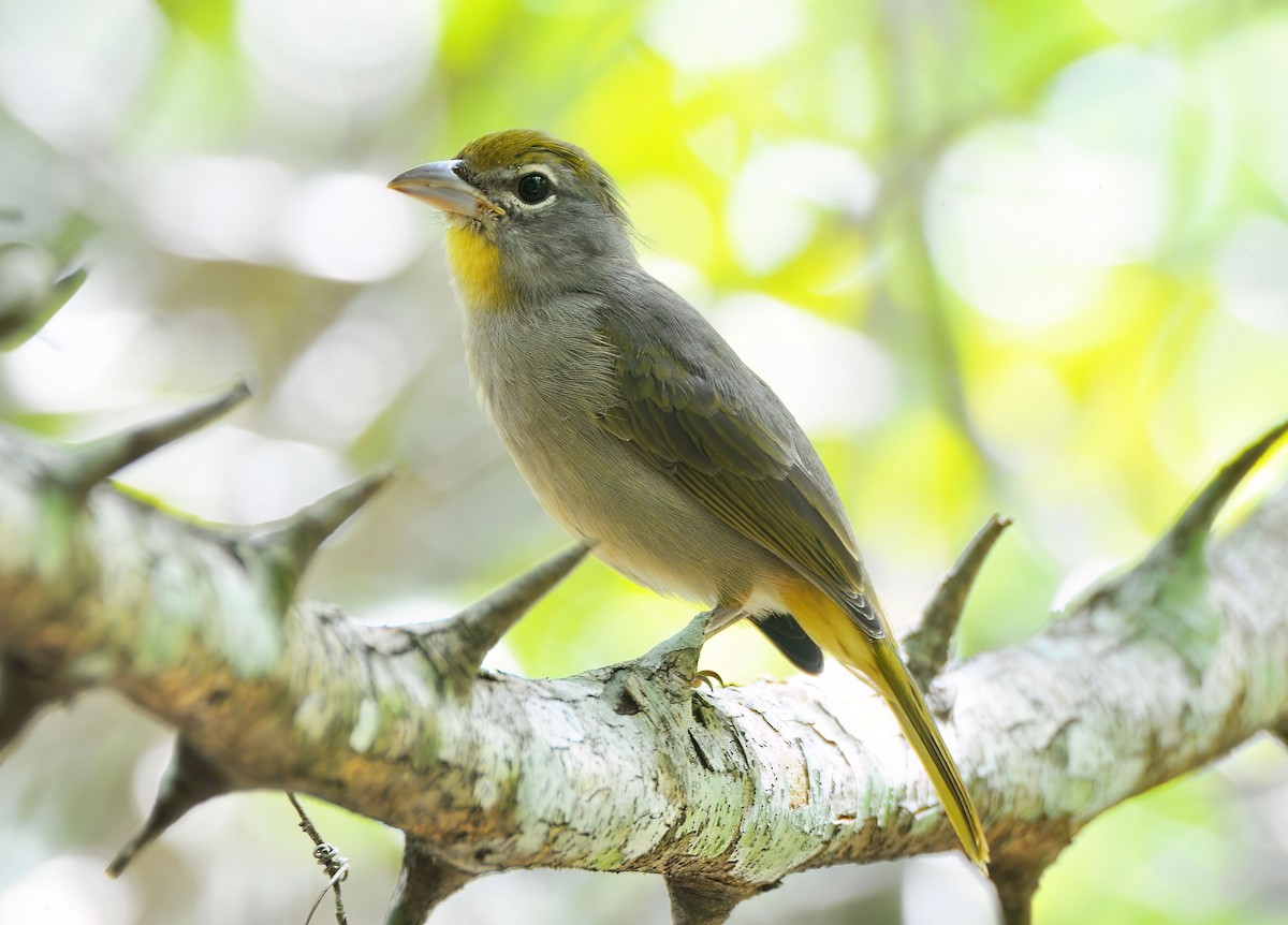 Rose-throated Tanager - ML646578216