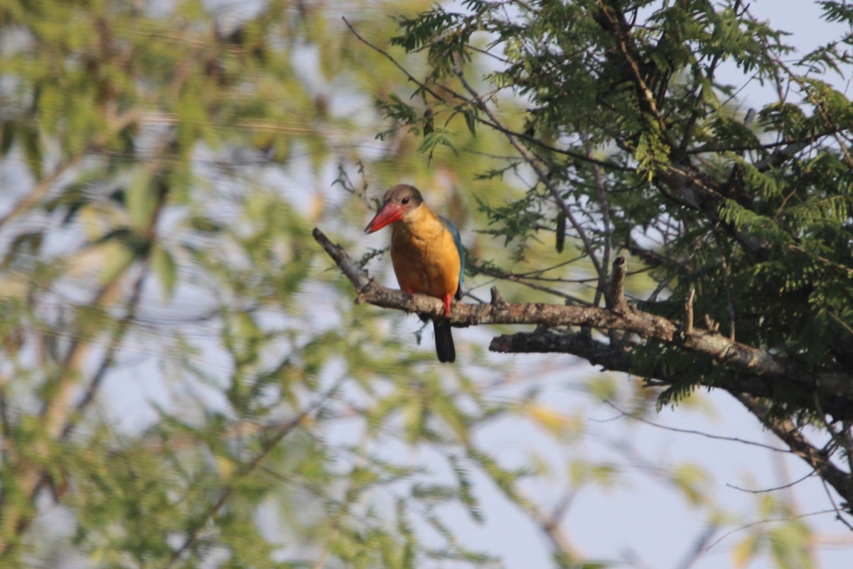 Stork-billed Kingfisher - ML646578217