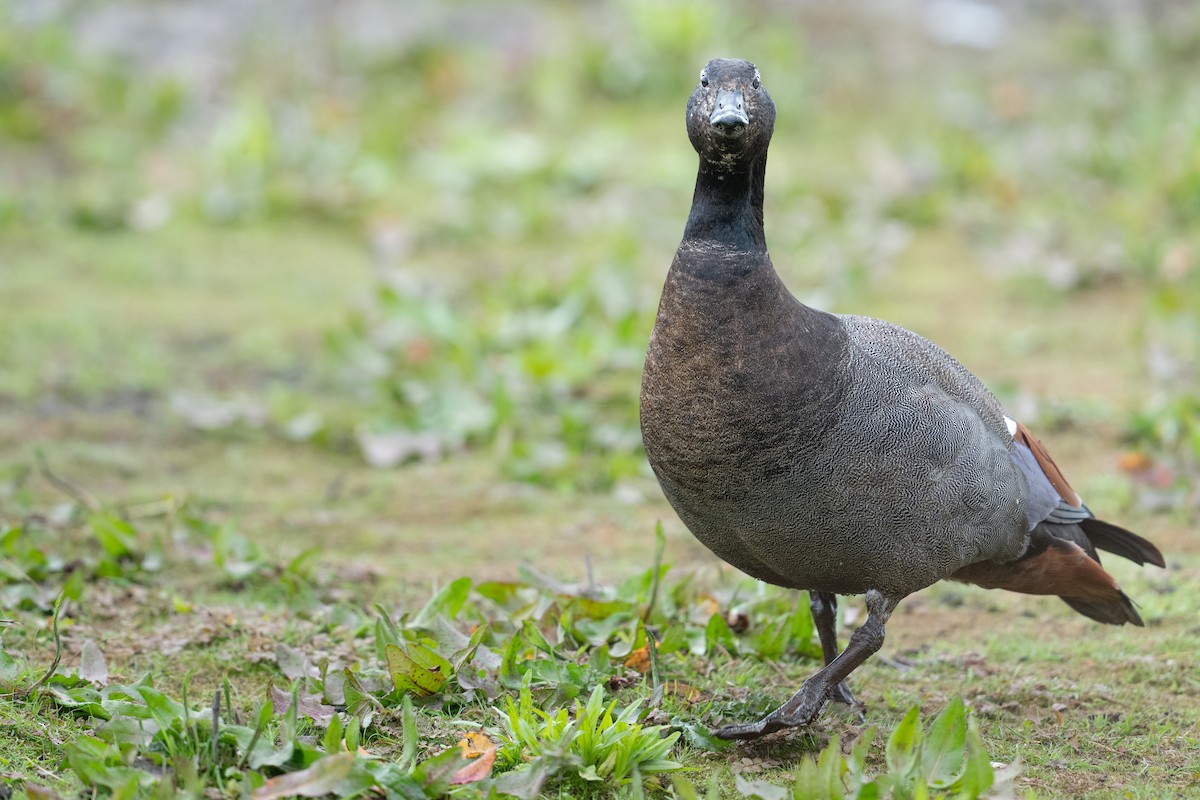 husice rajská - ML646578218