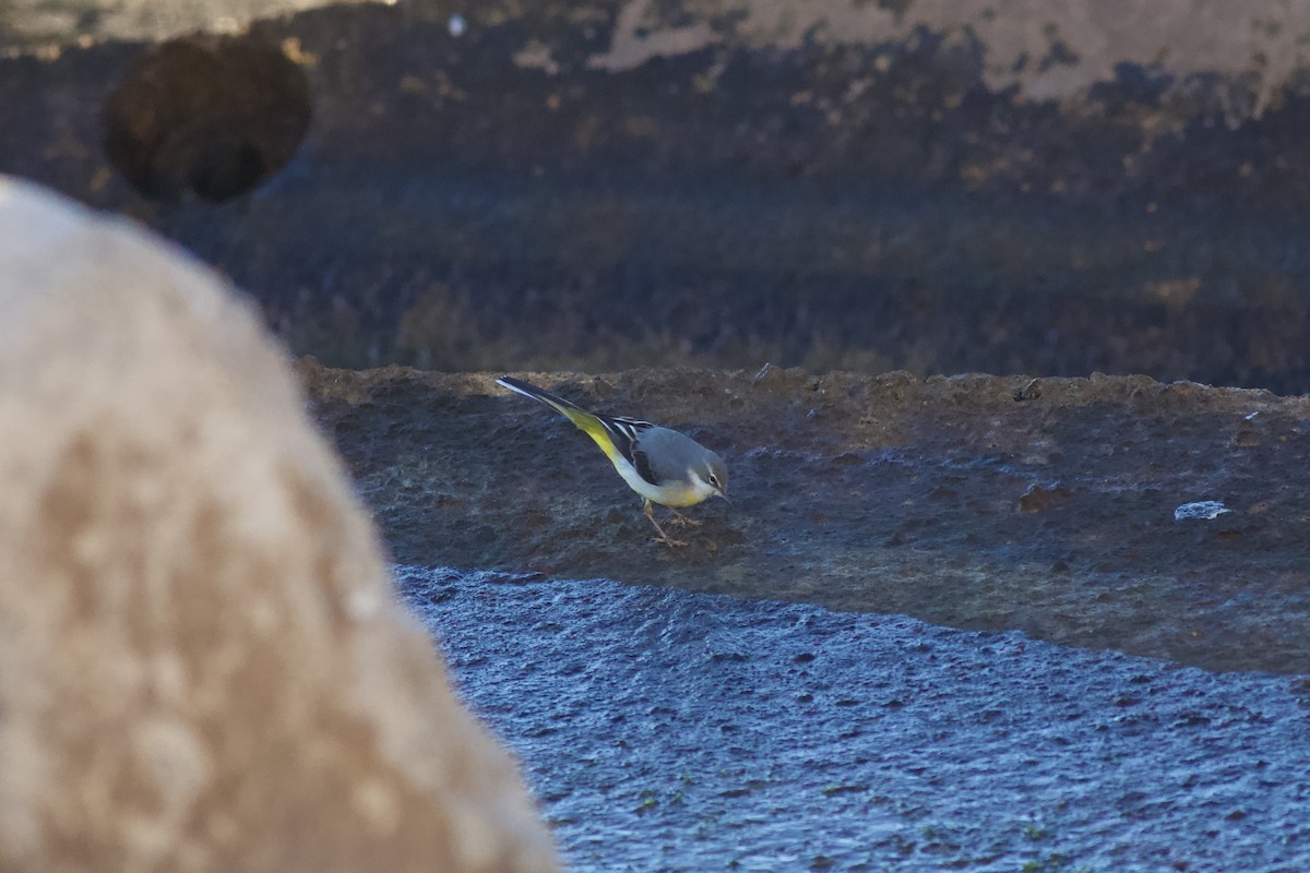 Gray Wagtail - ML646578220