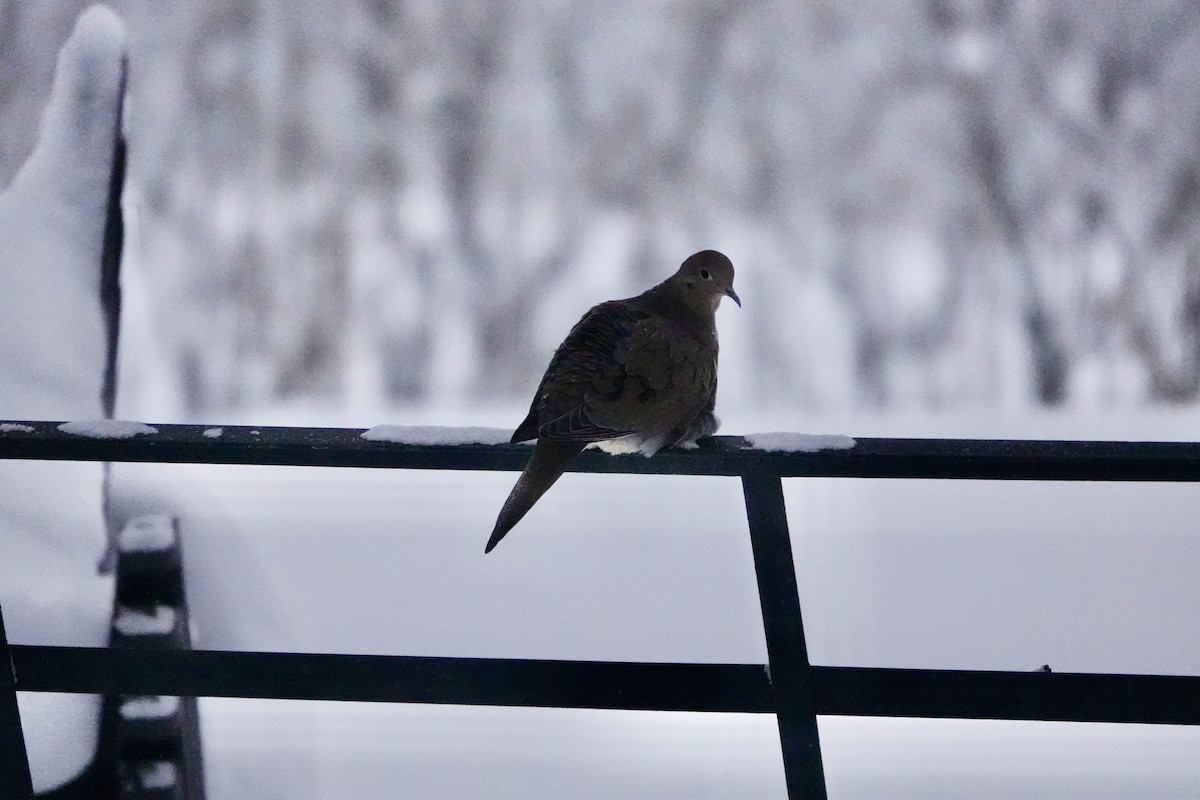 תורית אמריקנית - ML646578221