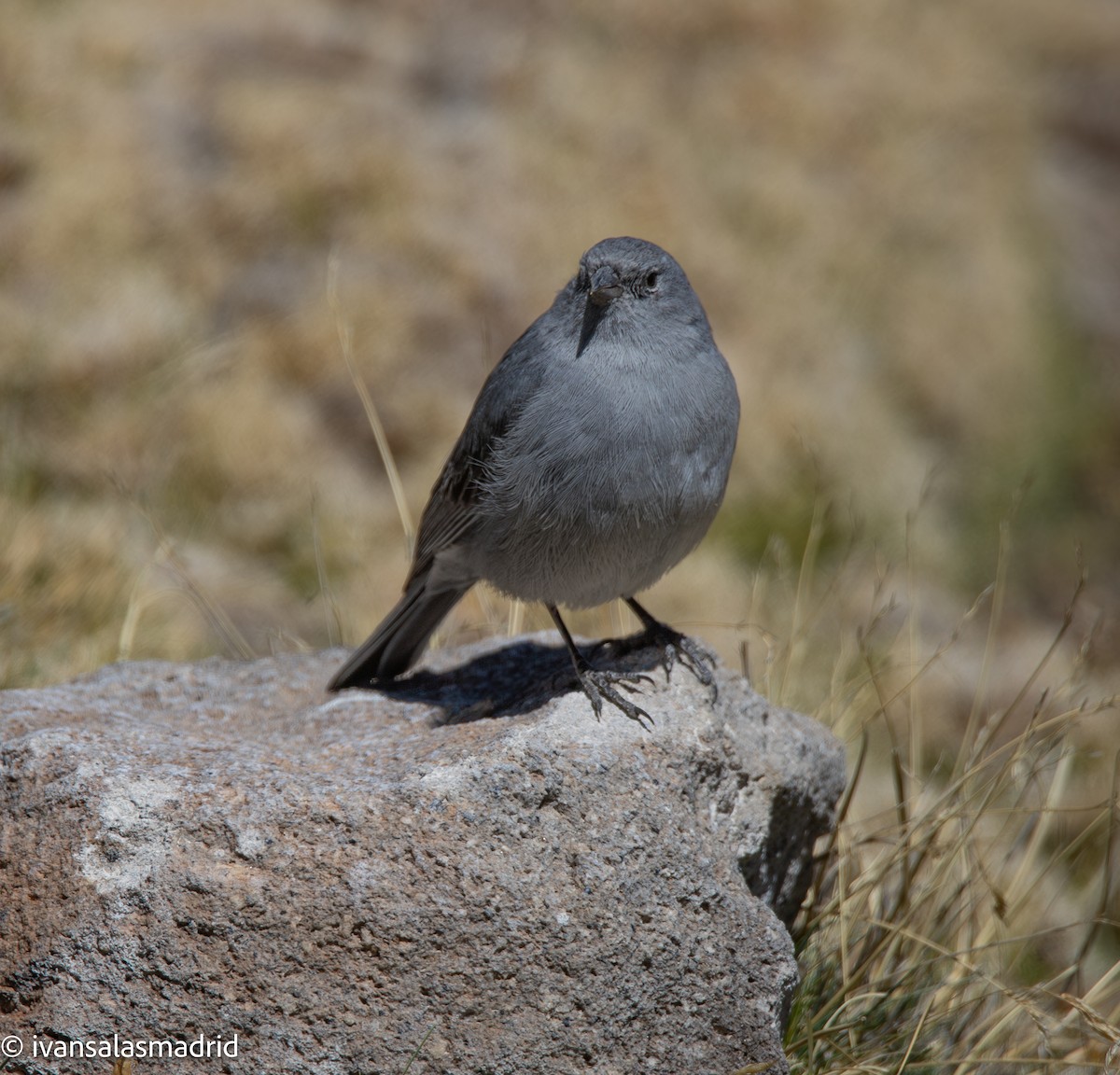Plumbeous Sierra Finch - ML646578225