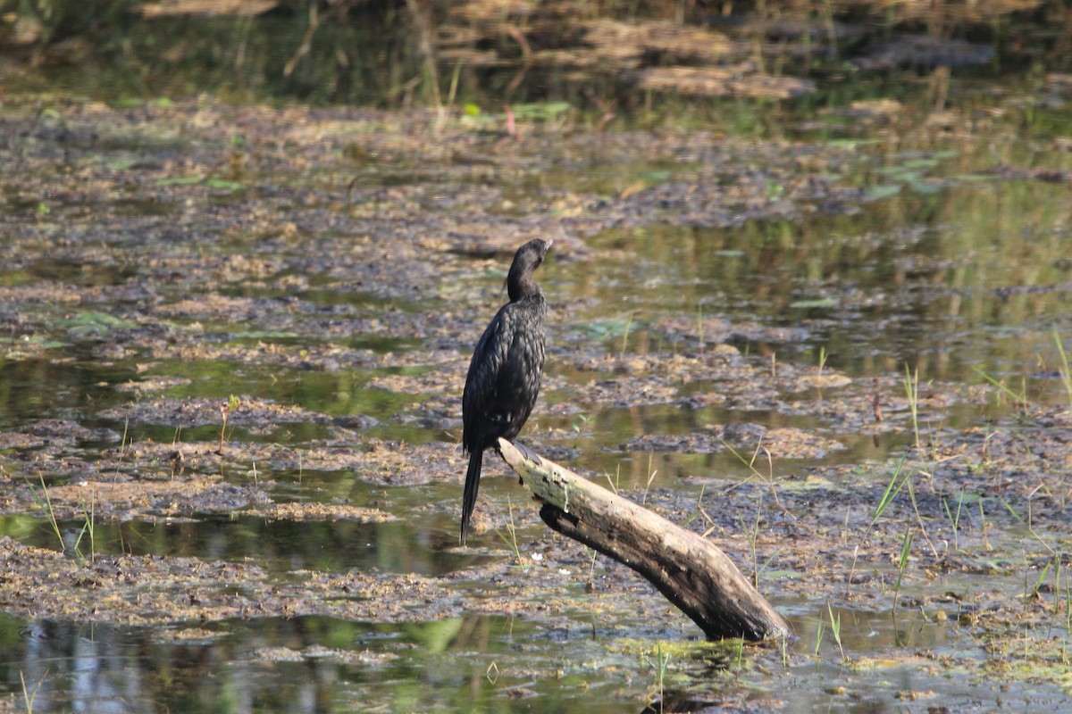 Little Cormorant - ML646578226