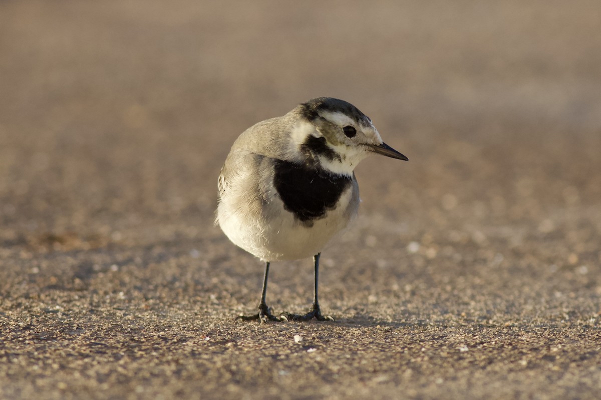 White Wagtail - ML646578227