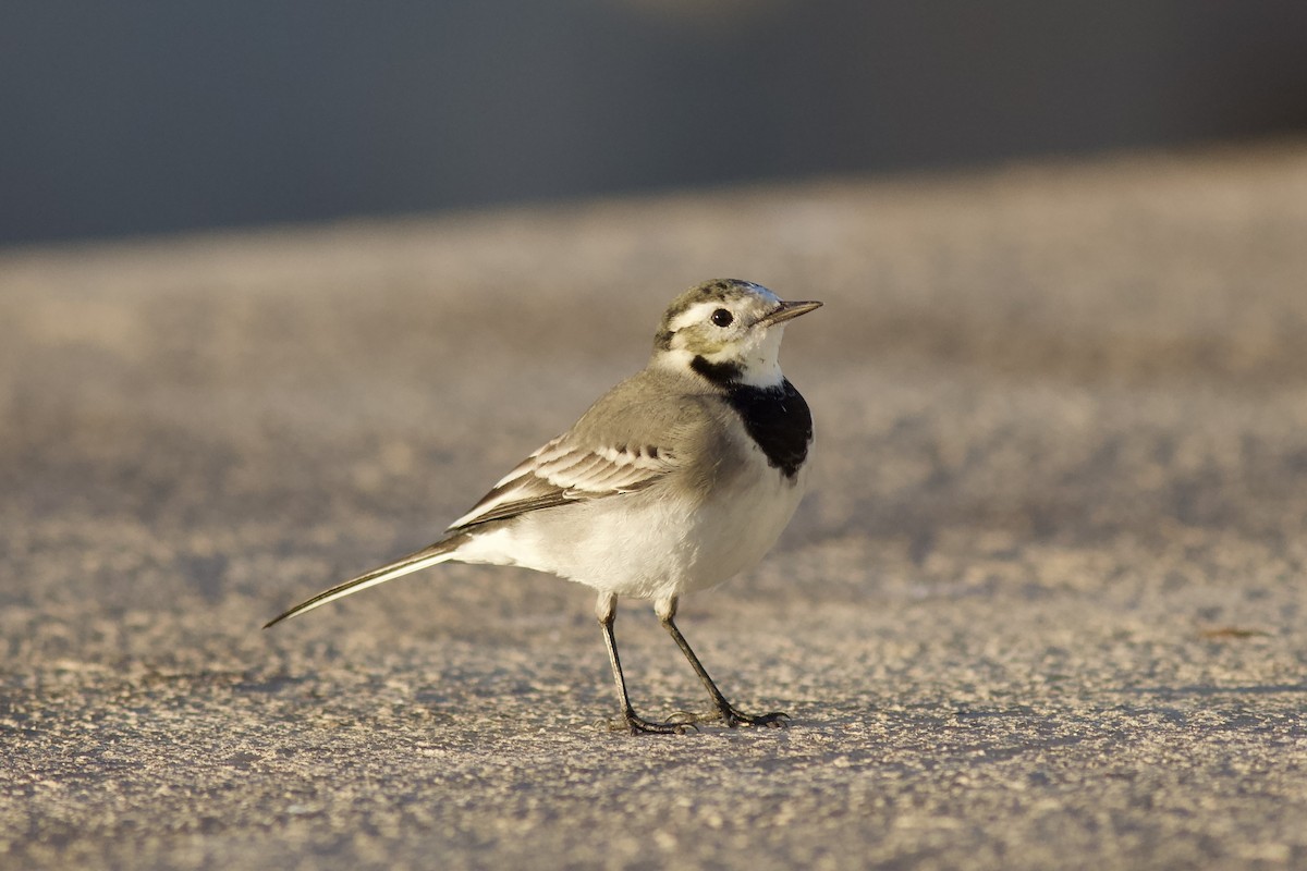 White Wagtail - ML646578228