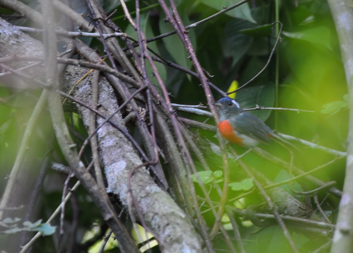 Gray-throated Chat - ML646578229