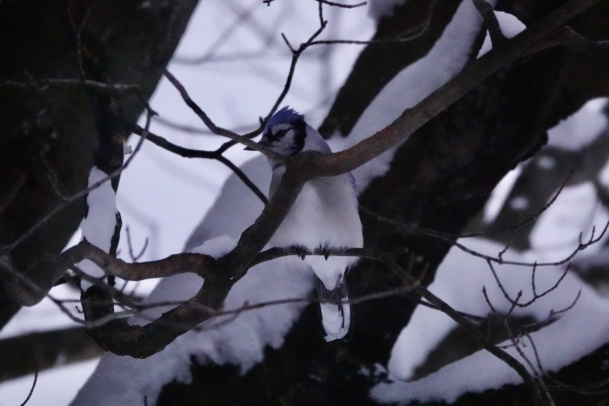 Blue Jay - ML646578230