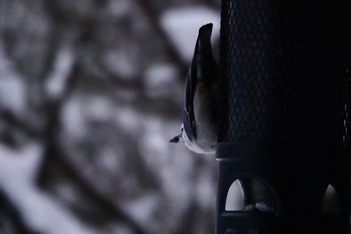 White-breasted Nuthatch - ML646578254