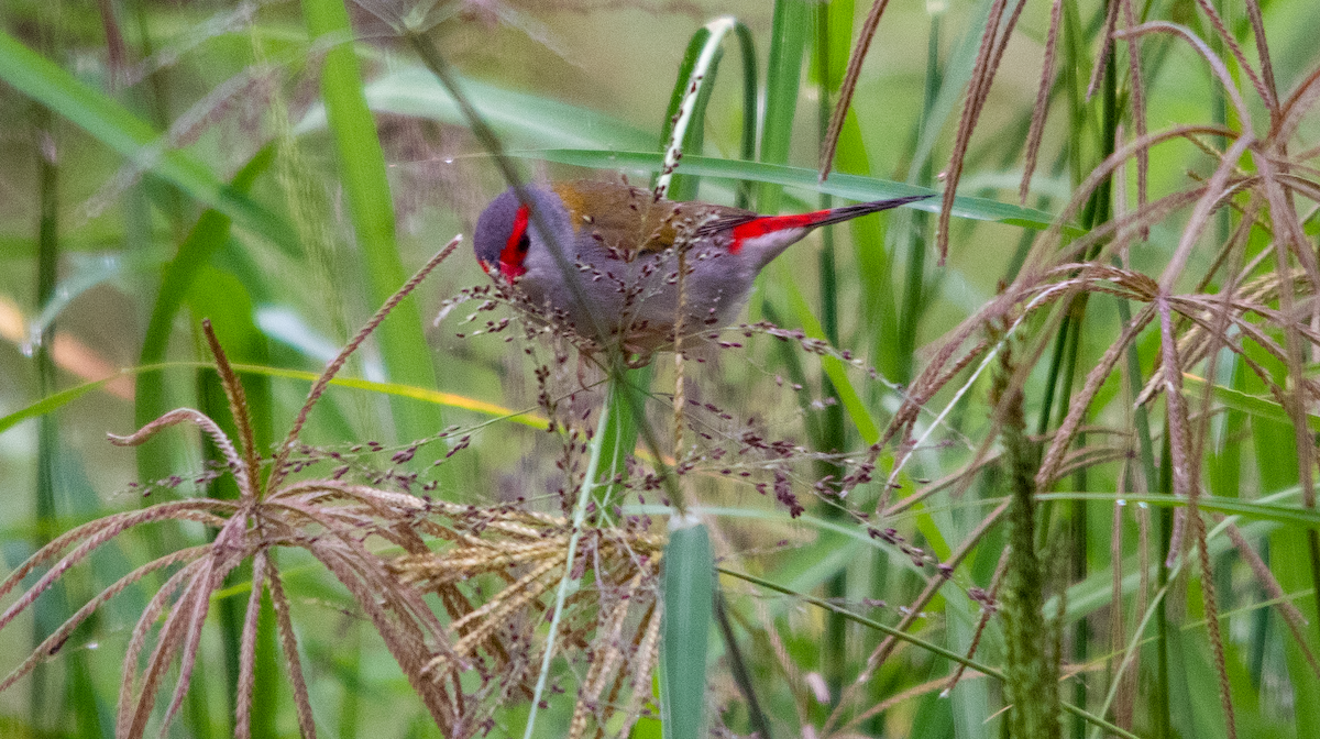 Red-browed Firetail - ML646578256