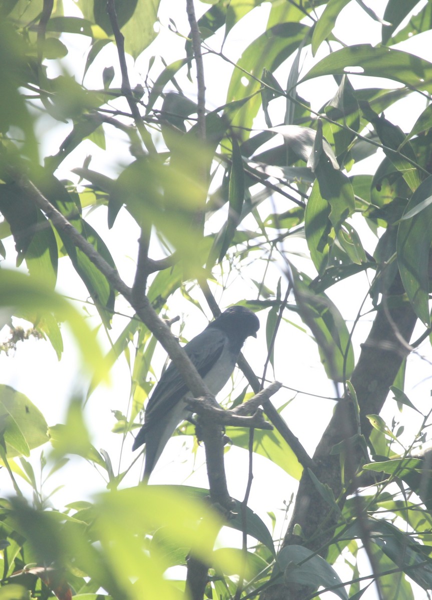 svarthodelarveeter - ML646578261