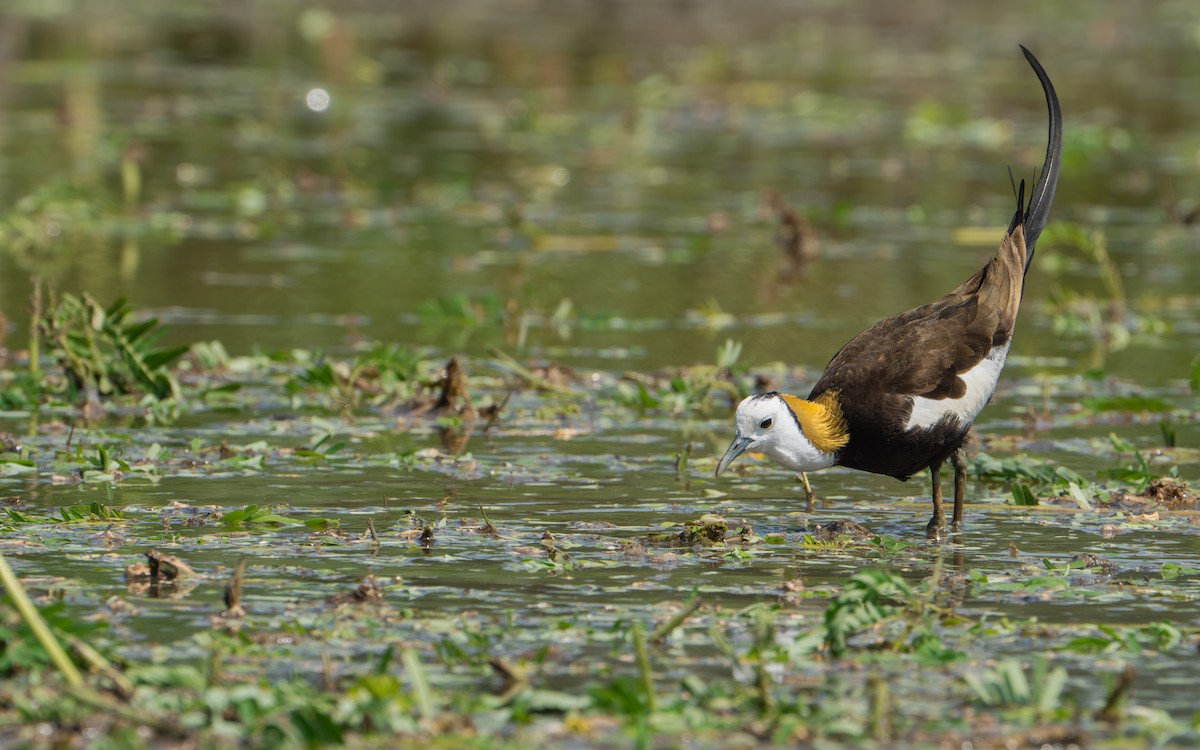 fasanbladhøne - ML646578267