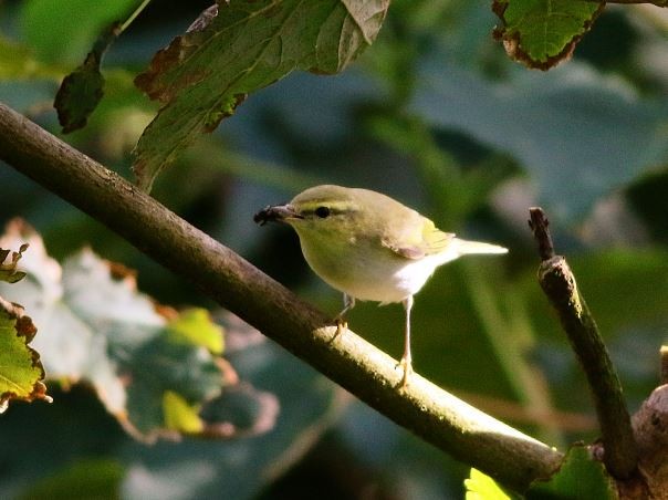 林柳鶯 - ML646578269