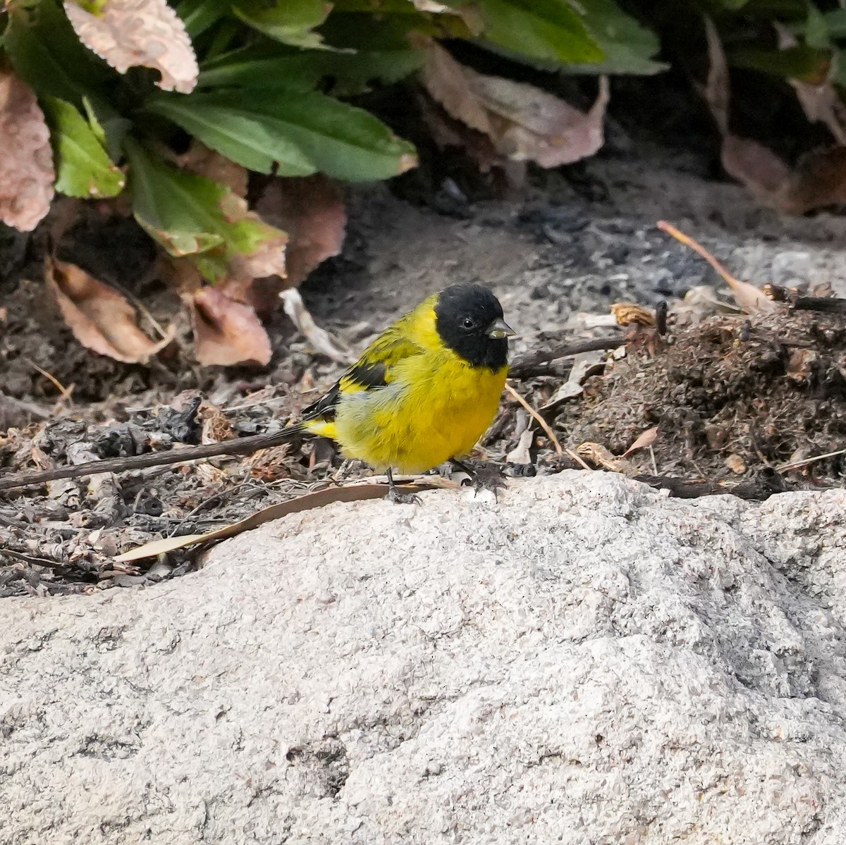 hettesisik - ML646578271