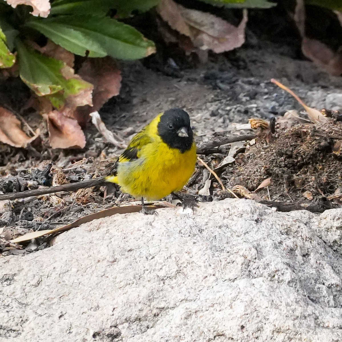 hettesisik - ML646578272