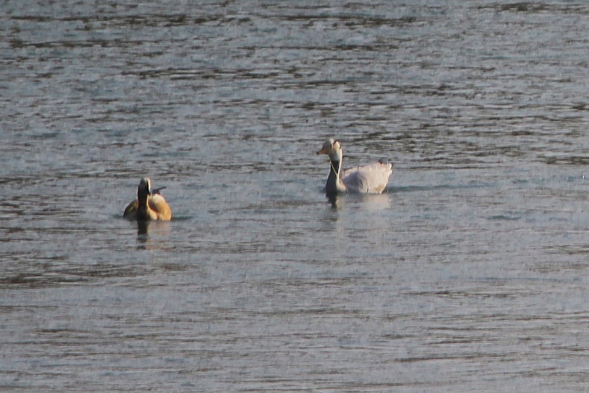 Bar-headed Goose - ML646578273