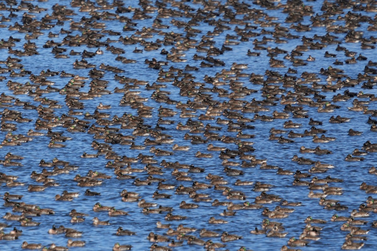 Чирянка-квоктун - ML646578274