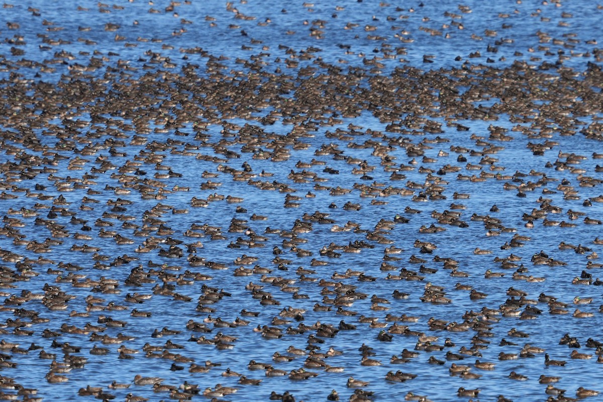 Чирянка-квоктун - ML646578275