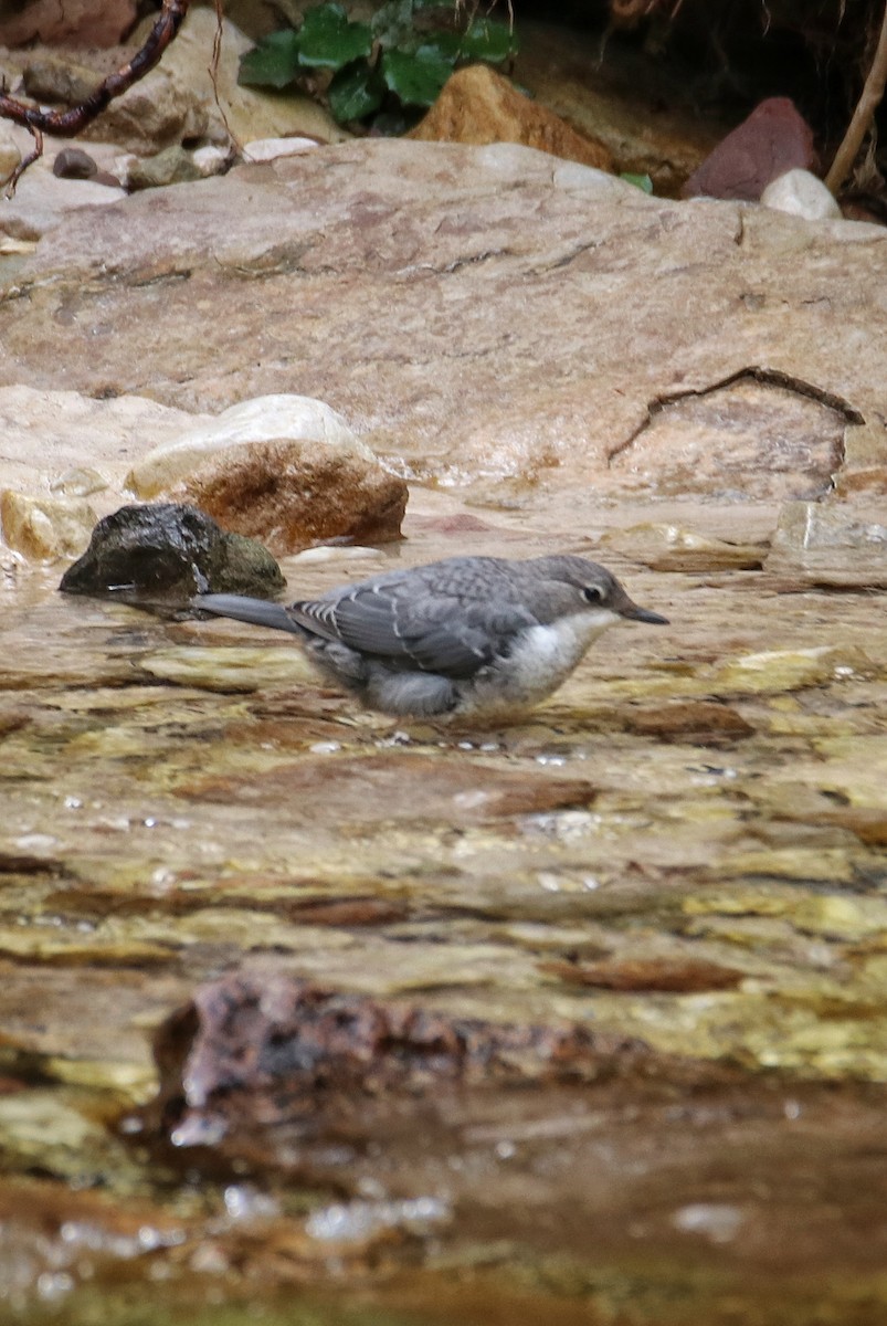 Mirlo Acuático Europeo - ML646578276