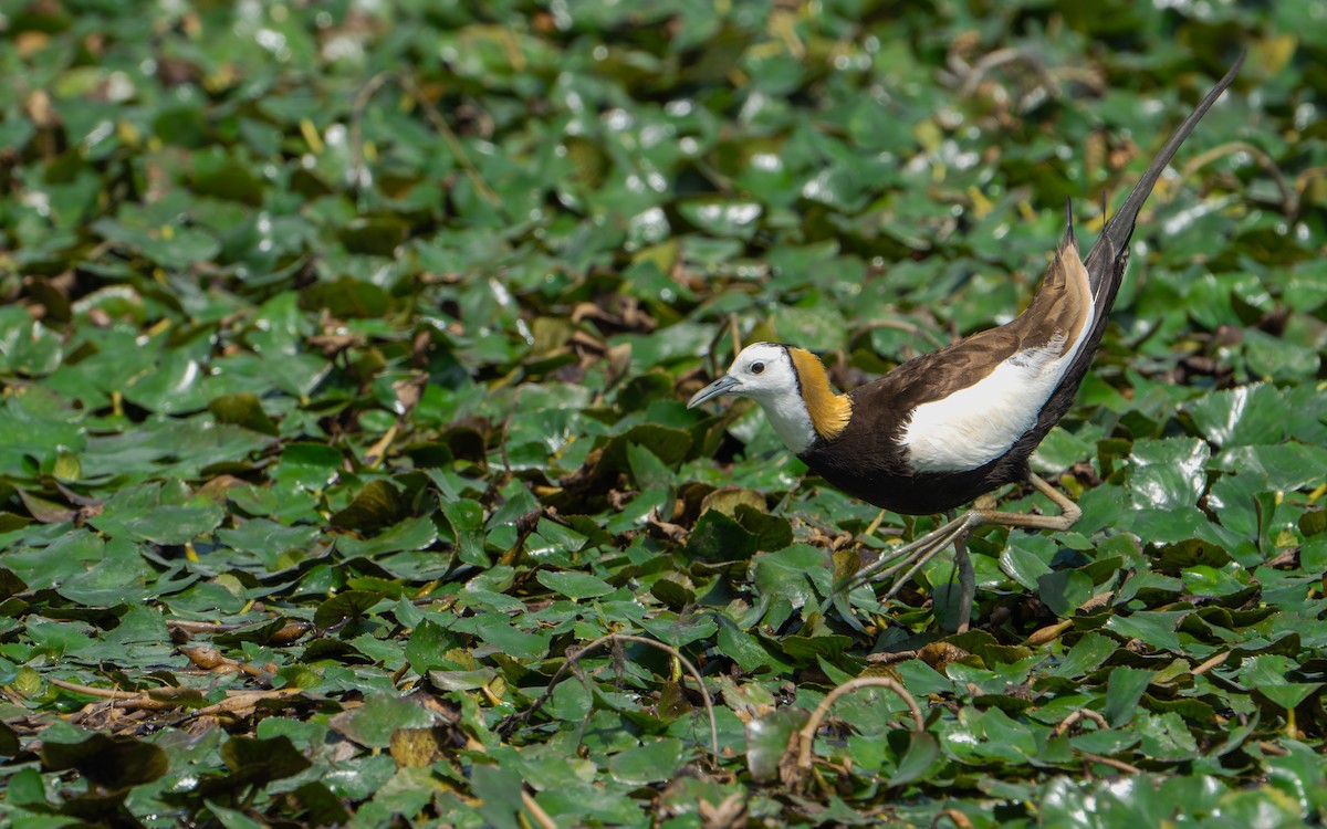 fasanbladhøne - ML646578277