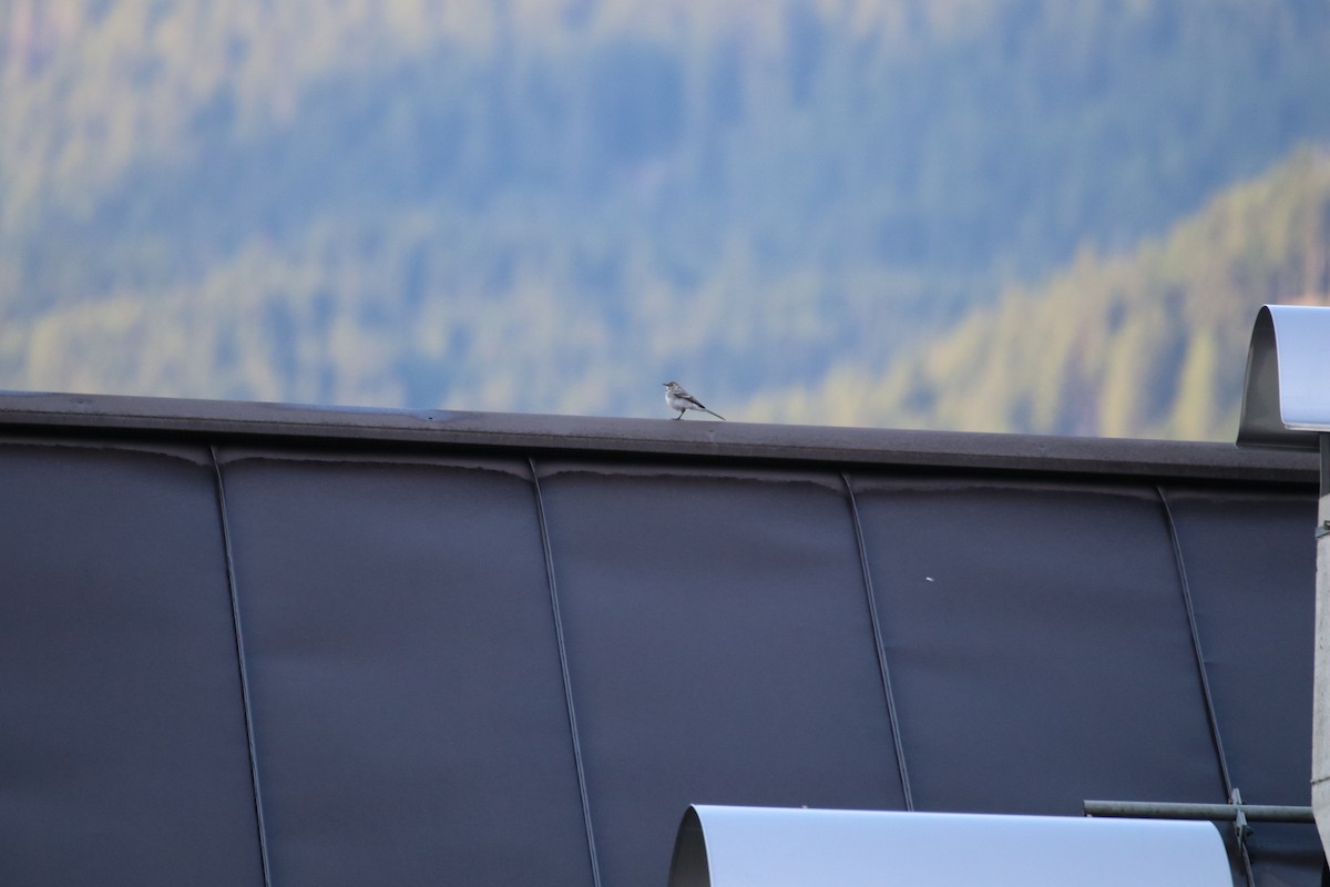 白鶺鴒 - ML646578281