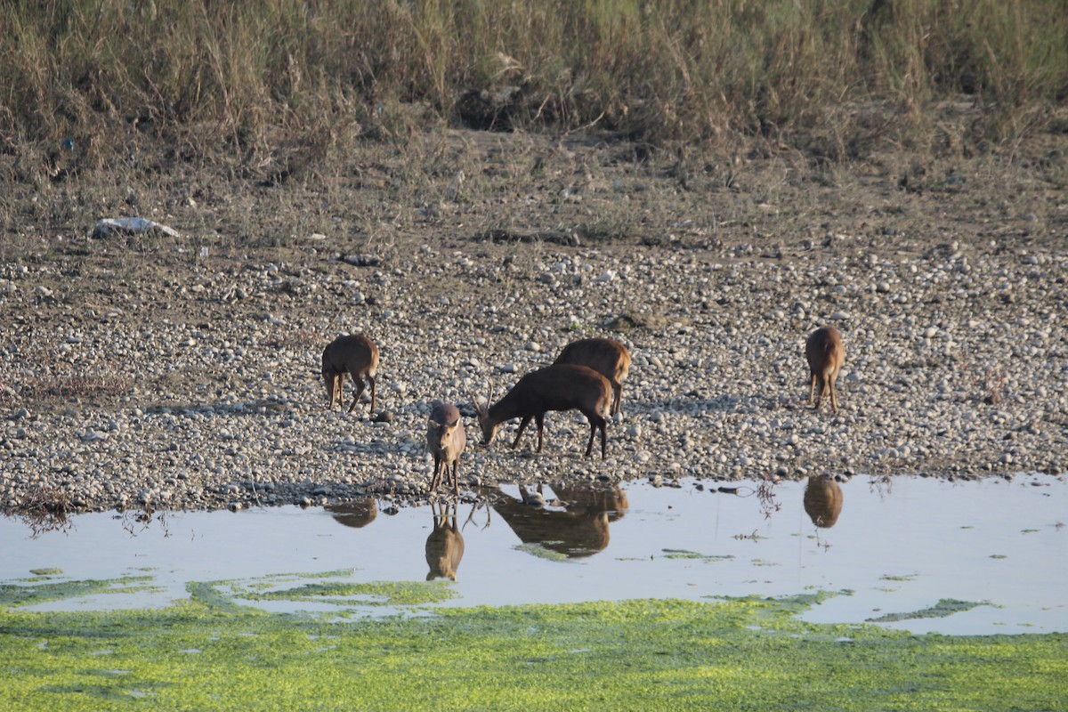 Indochinese Hog Deer - ML646578285