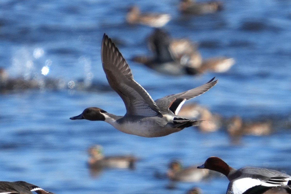 Шилохвіст північний - ML646578286