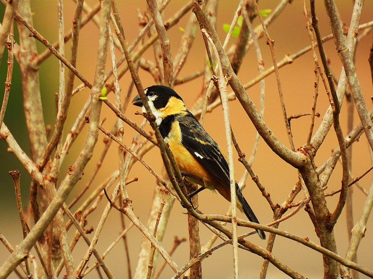 Rusty-collared Seedeater - ML646578295