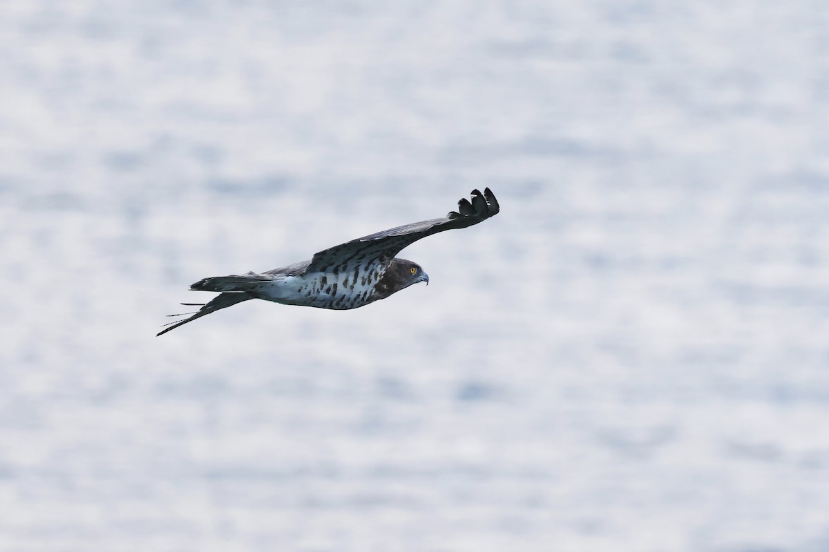 orlík krátkoprstý - ML646578297