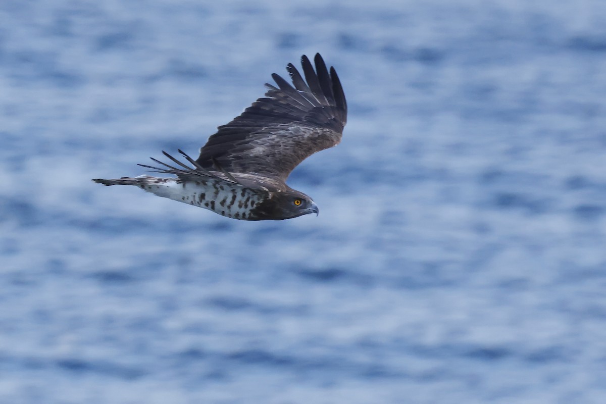 orlík krátkoprstý - ML646578298