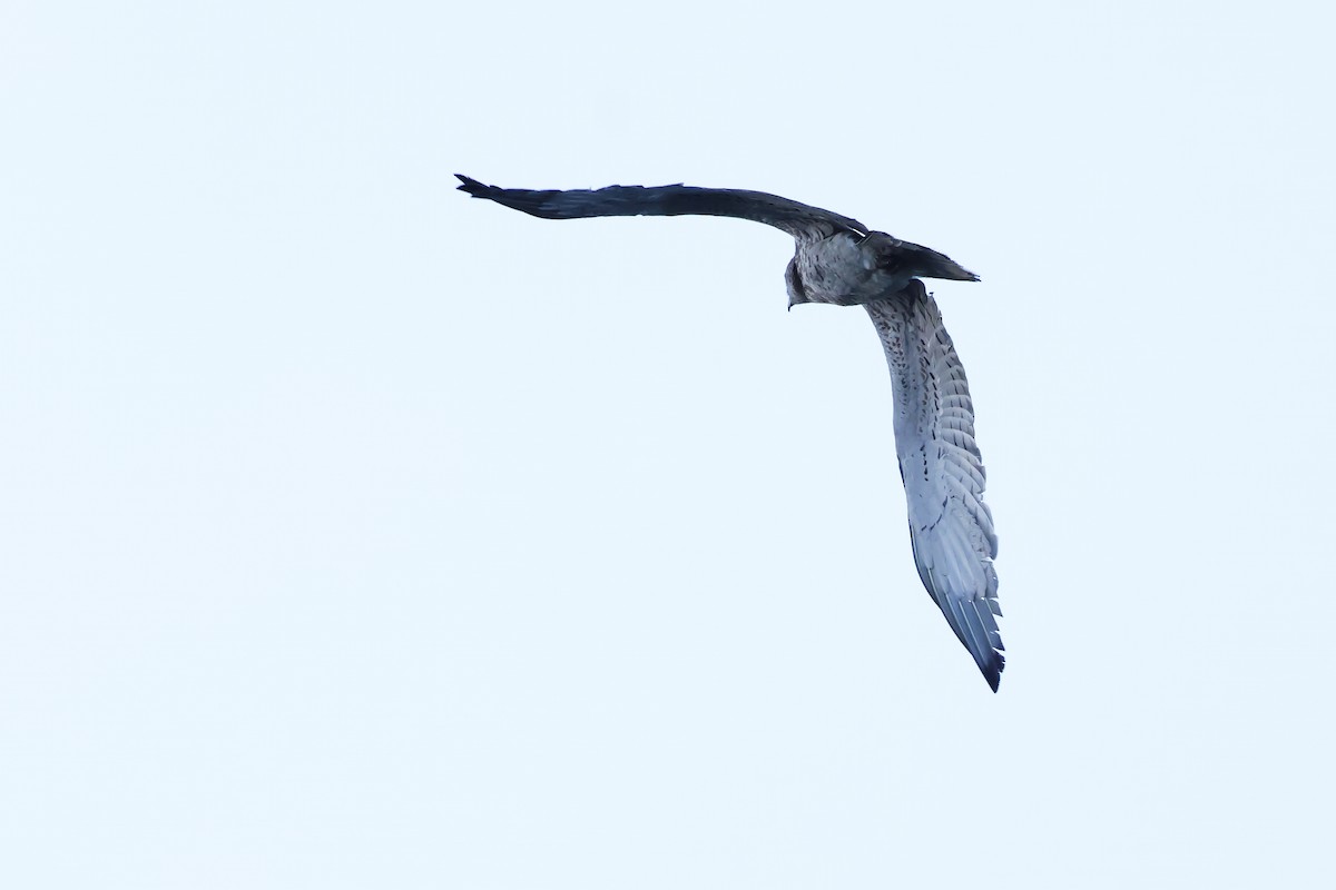 orlík krátkoprstý - ML646578299