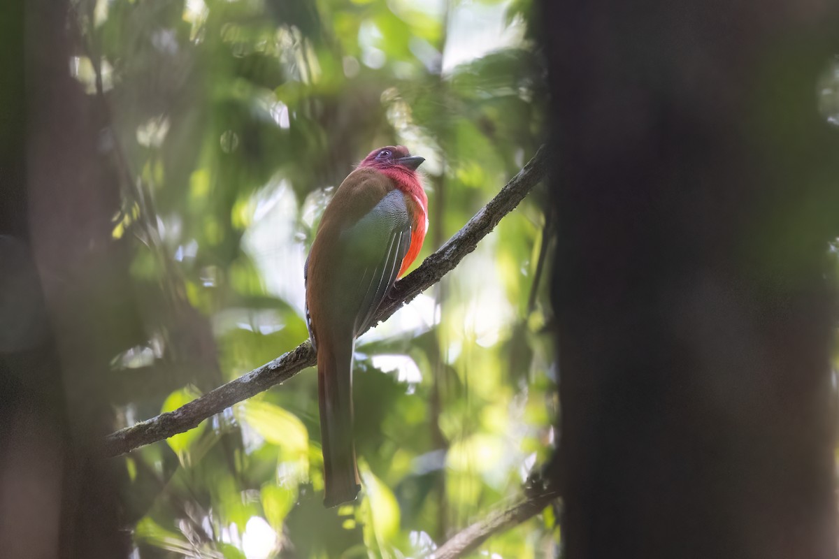 ズアカキヌバネドリ - ML646578303