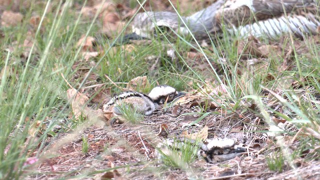 Alcaraván Colilargo - ML646578305