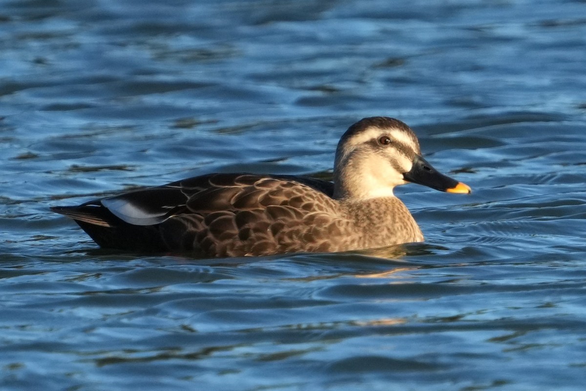 Крижень китайський - ML646578306