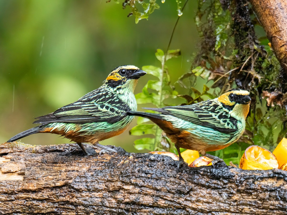 Golden-eared Tanager - ML646578312