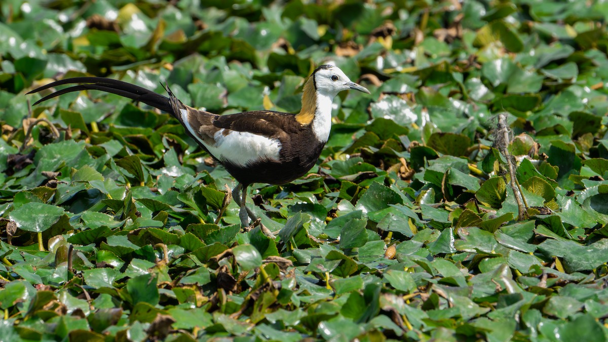 fasanbladhøne - ML646578314