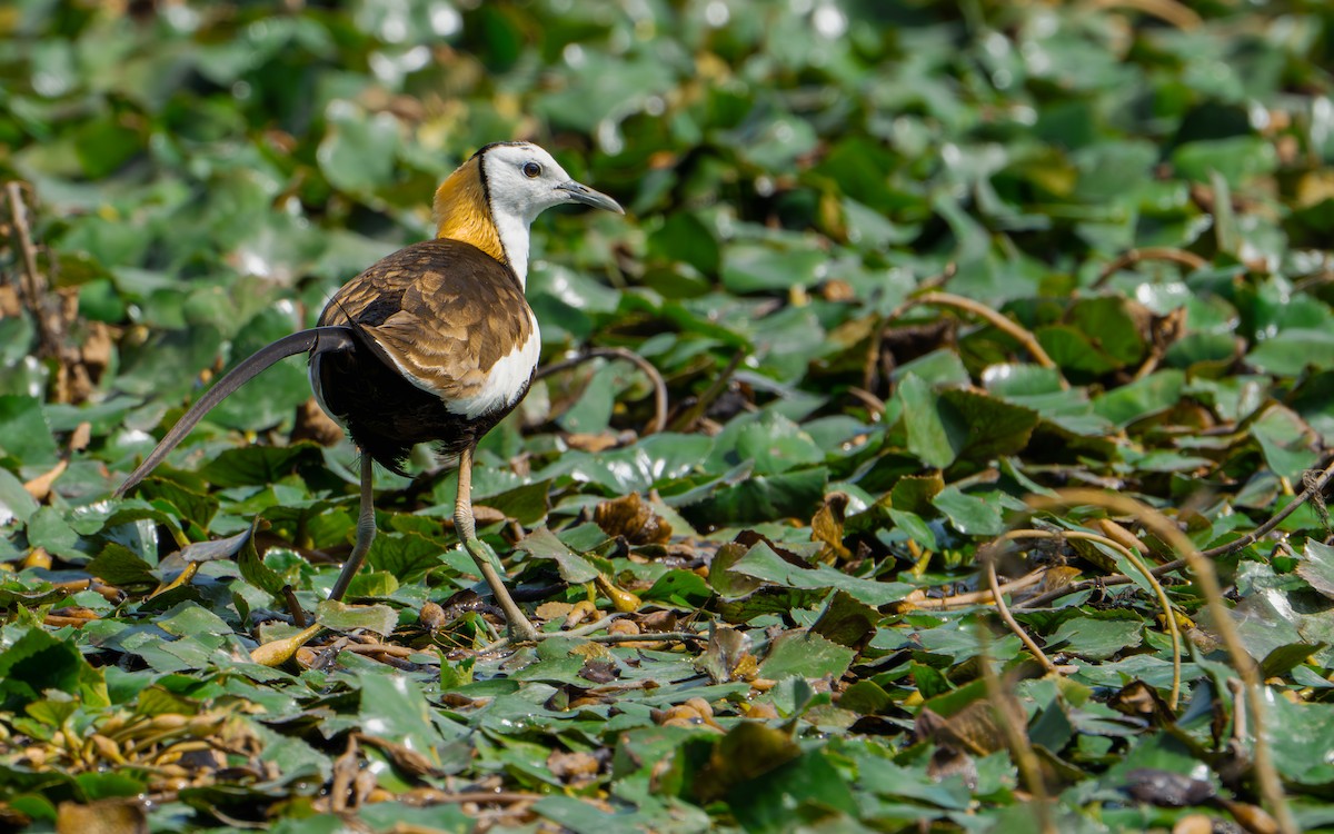 fasanbladhøne - ML646578315