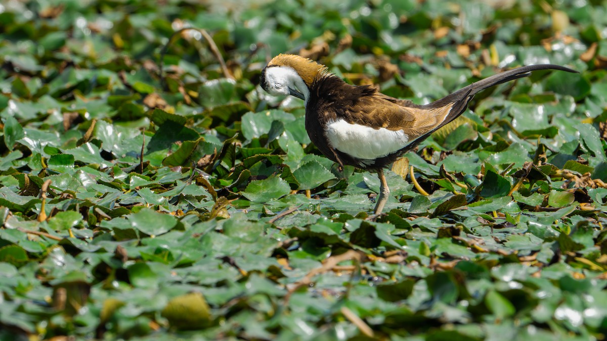 fasanbladhøne - ML646578316