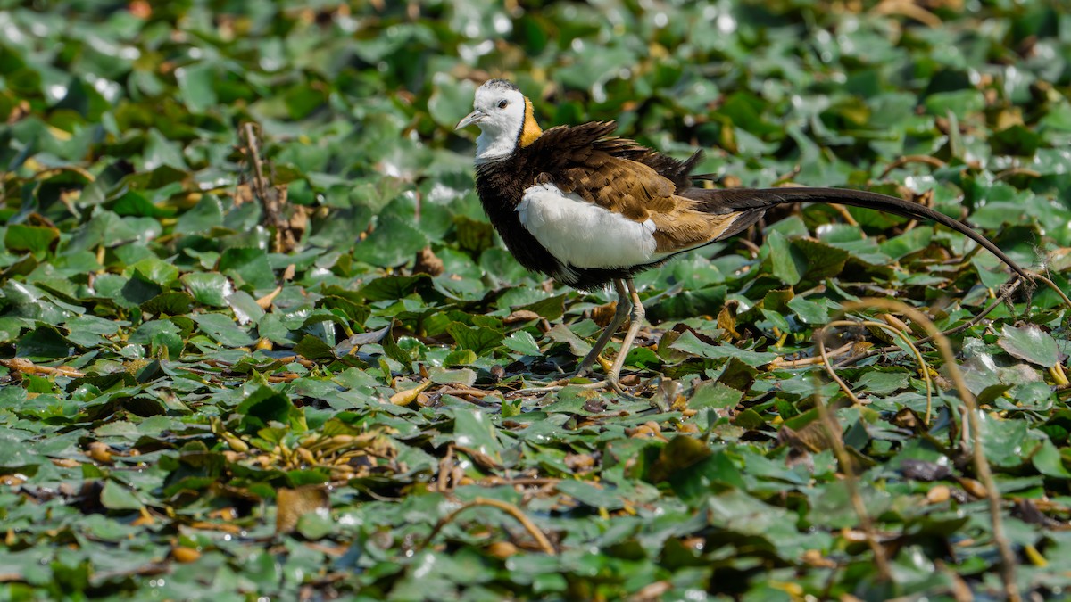 fasanbladhøne - ML646578317