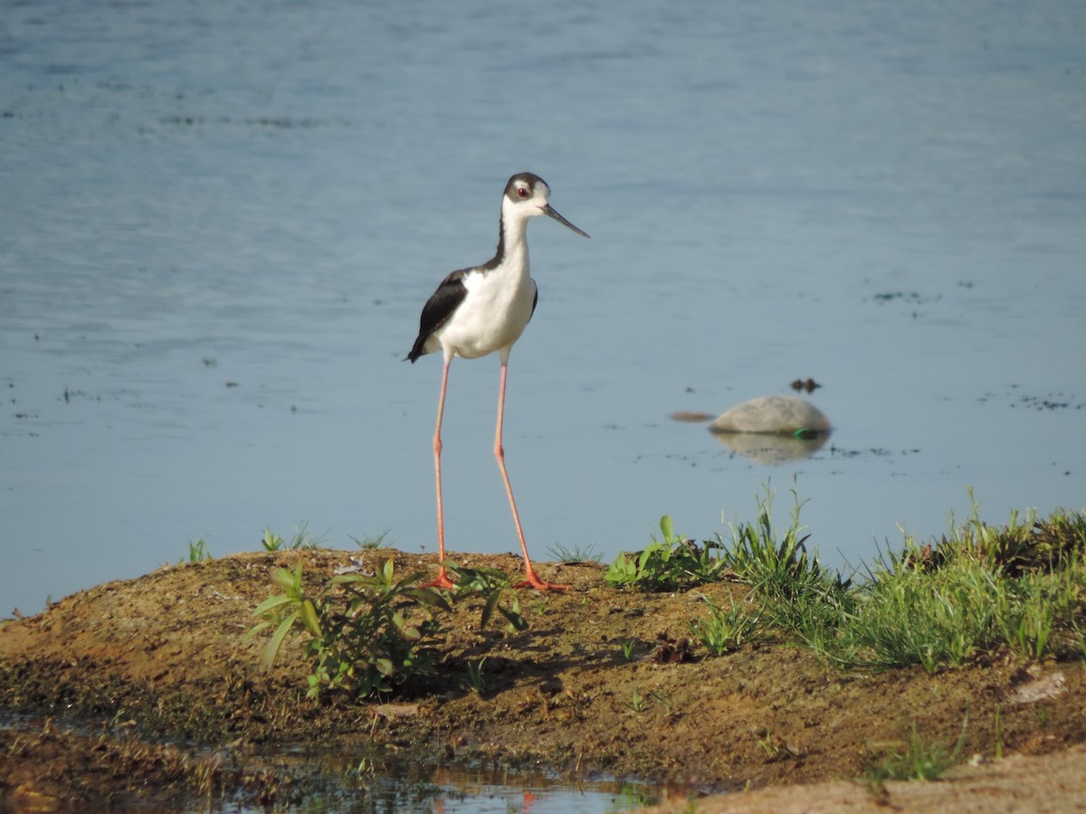 Zankaluze kaskabeltza - ML646578318