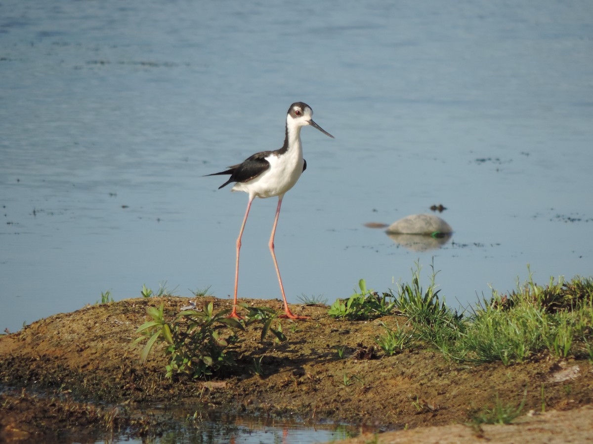 Zankaluze kaskabeltza - ML646578319