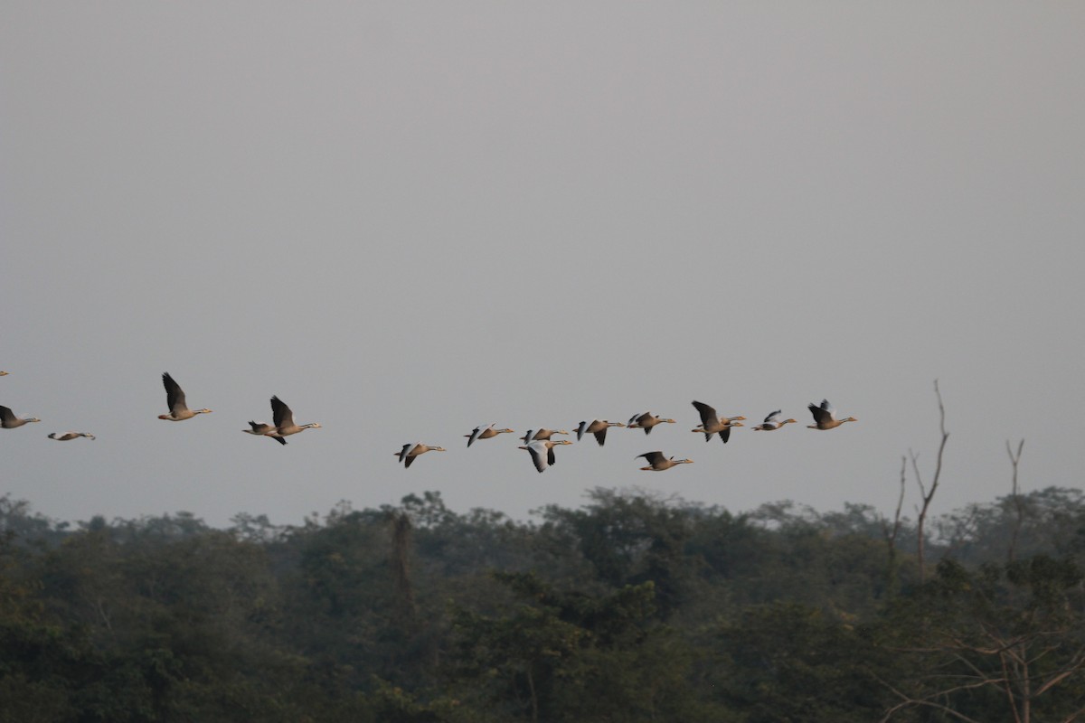 Bar-headed Goose - ML646578327